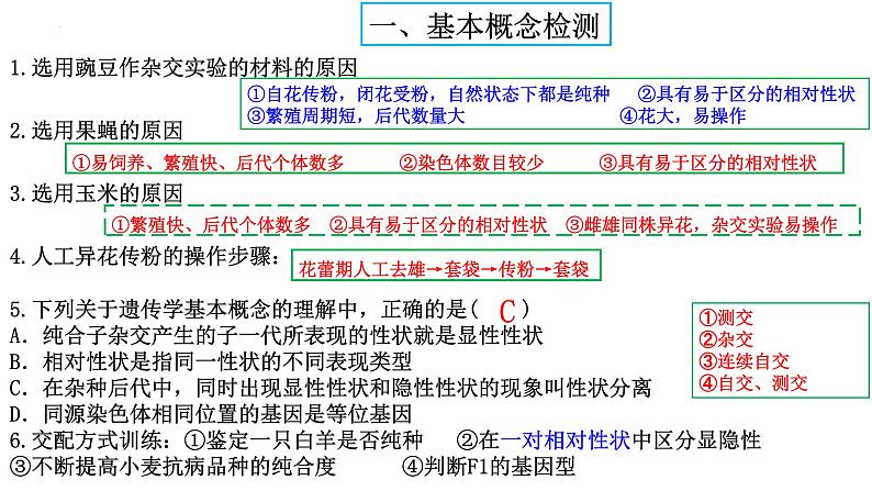 2024届高三生物一轮复习课件 基因的分离定律第5页