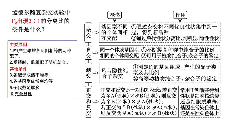 2024届高三生物一轮复习课件 基因的分离定律第6页