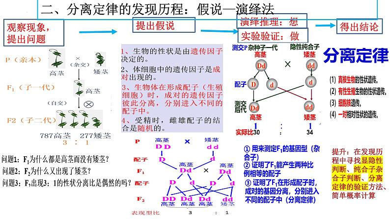 2024届高三生物一轮复习课件 基因的分离定律第7页