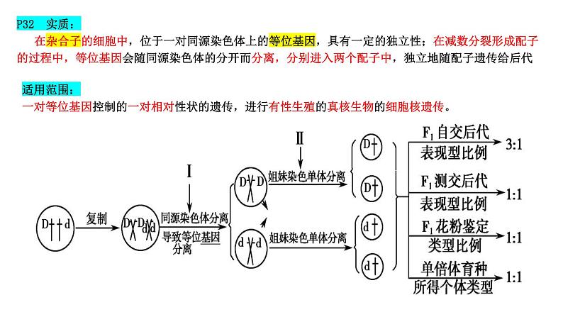 2024届高三生物一轮复习课件 基因的分离定律第8页