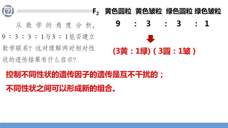 2024届高三生物一轮复习课件第15讲孟德尔的豌豆杂交实验（二）第4页