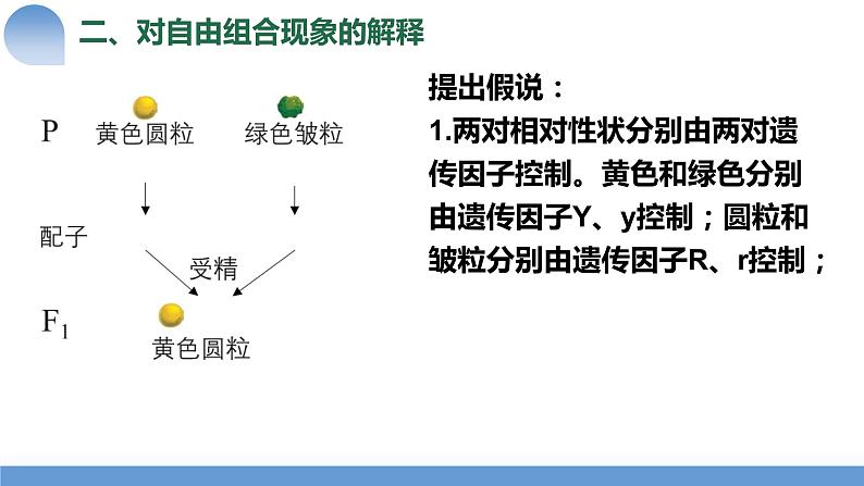 2024届高三生物一轮复习课件第15讲孟德尔的豌豆杂交实验（二）第5页