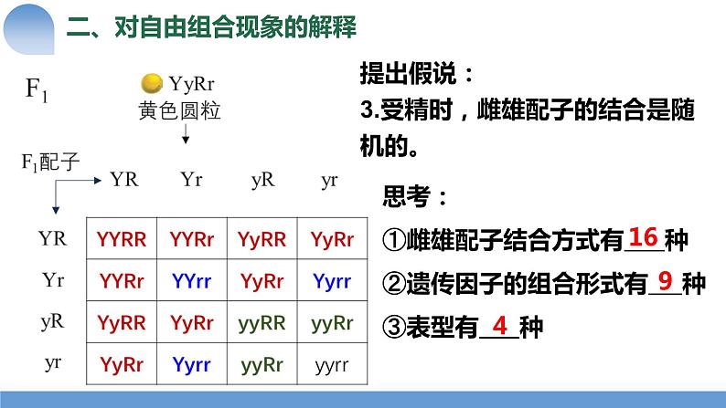 2024届高三生物一轮复习课件第15讲孟德尔的豌豆杂交实验（二）第7页