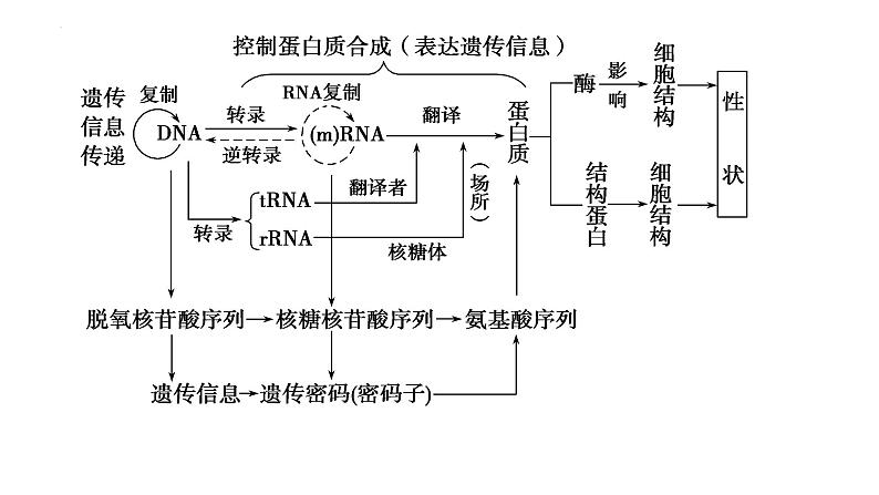 2024届高三生物一轮复习课件基因的表达第3页