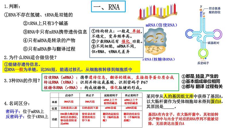 2024届高三生物一轮复习课件基因的表达第5页