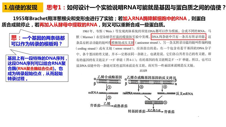 2024届高三生物一轮复习课件基因的表达第6页