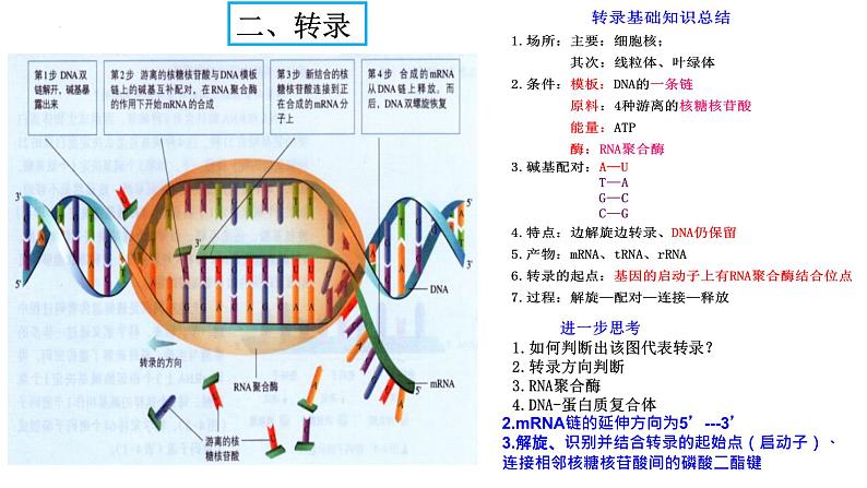 2024届高三生物一轮复习课件基因的表达第8页