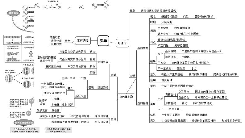 2024届高三生物一轮复习课件基因突变和基因重组第2页