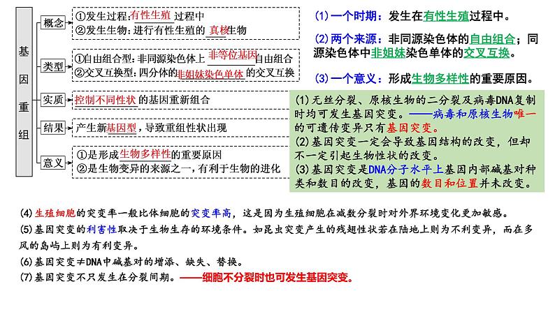 2024届高三生物一轮复习课件基因突变和基因重组第4页