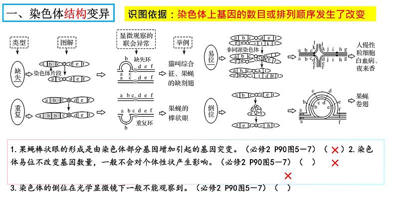 2024届高三生物一轮复习课件染色体变异第2页