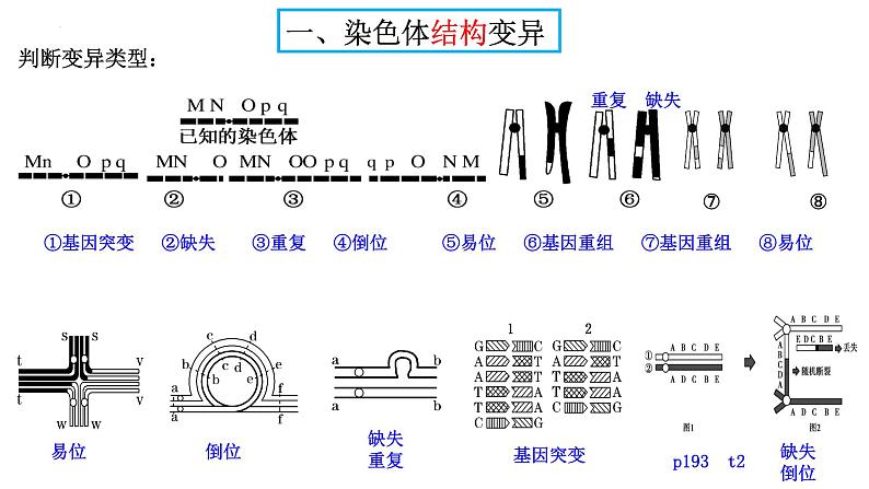 2024届高三生物一轮复习课件染色体变异第3页