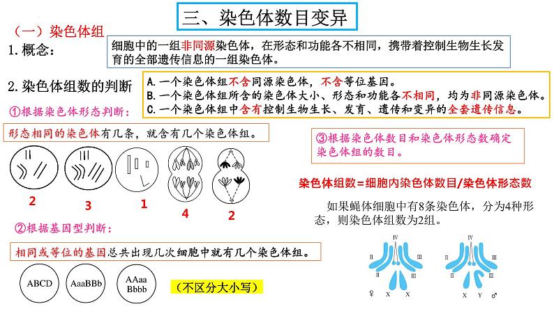 2024届高三生物一轮复习课件染色体变异第5页