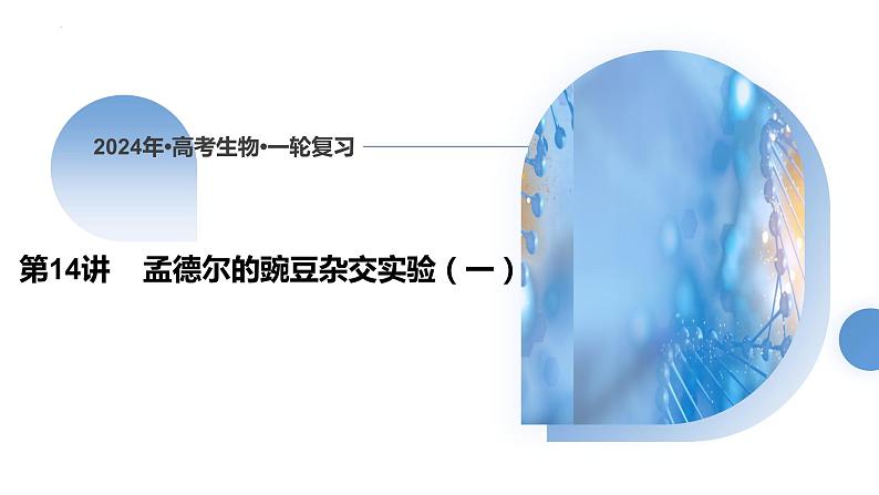 2024届高三一轮复习生物：第14讲 孟德尔的豌豆杂交实验（一）课件第1页