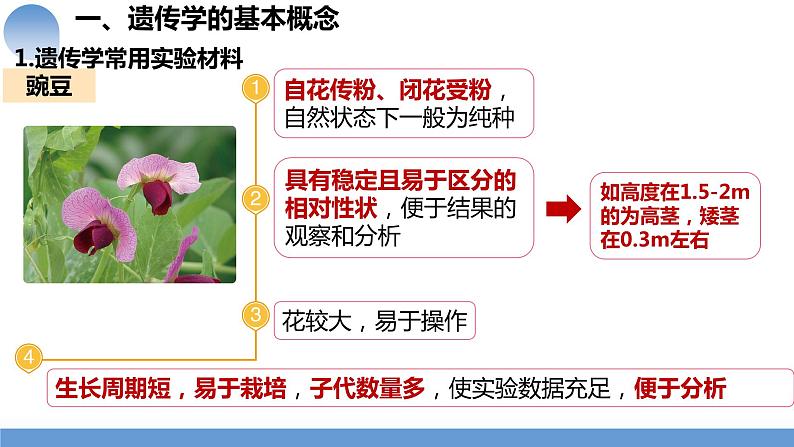 2024届高三一轮复习生物：第14讲 孟德尔的豌豆杂交实验（一）课件第2页