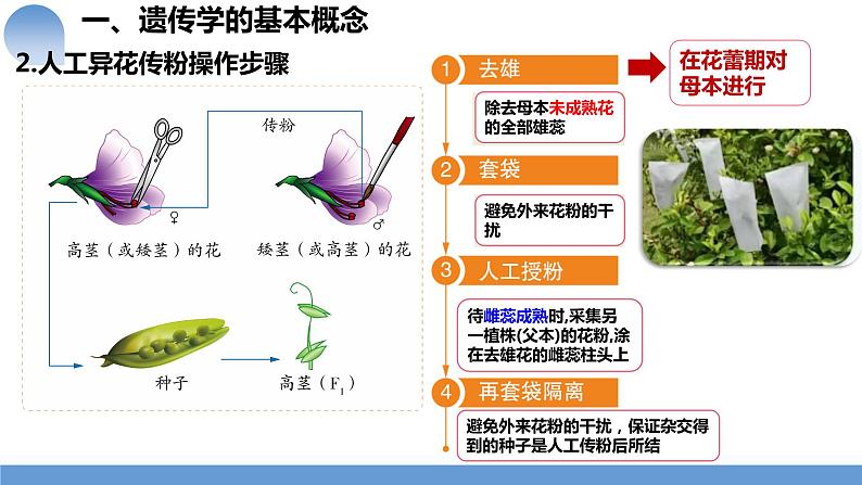 2024届高三一轮复习生物：第14讲 孟德尔的豌豆杂交实验（一）课件第5页