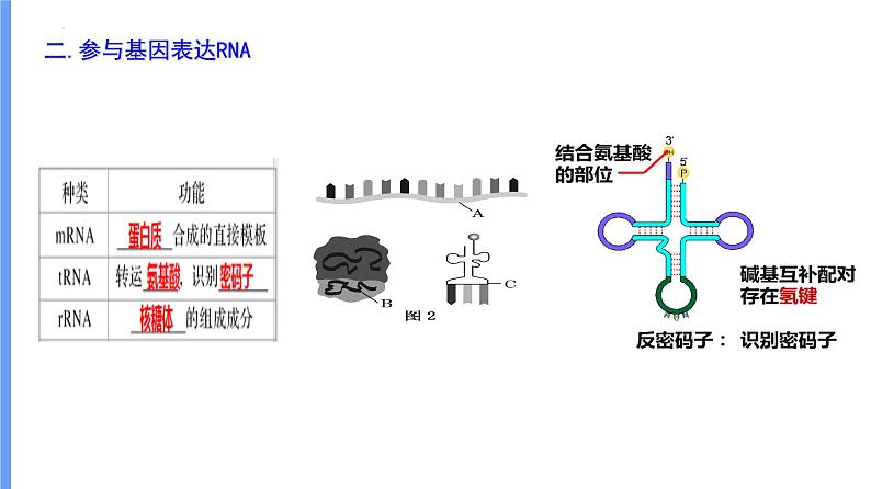 2024届高三一轮复习生物：基因表达及中心法则(一轮复习)课件02