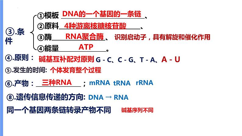 2024届高三一轮复习生物：基因表达及中心法则(一轮复习)课件05