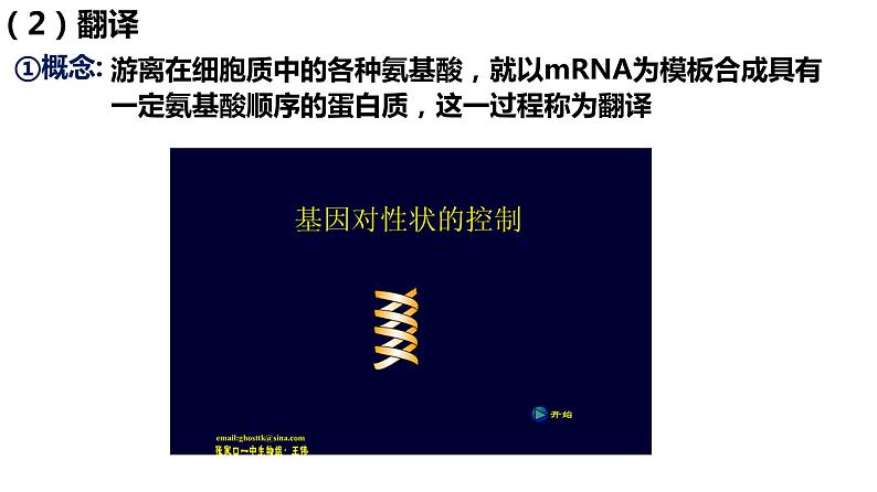 2024届高三一轮复习生物：基因表达及中心法则(一轮复习)课件06