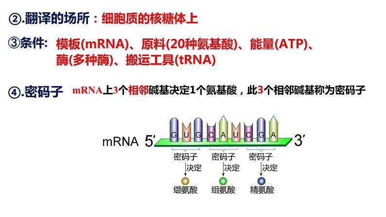 2024届高三一轮复习生物：基因表达及中心法则(一轮复习)课件07