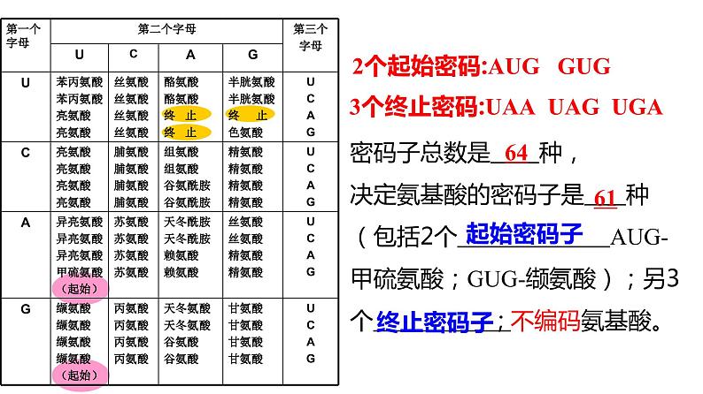 2024届高三一轮复习生物：基因表达及中心法则(一轮复习)课件08