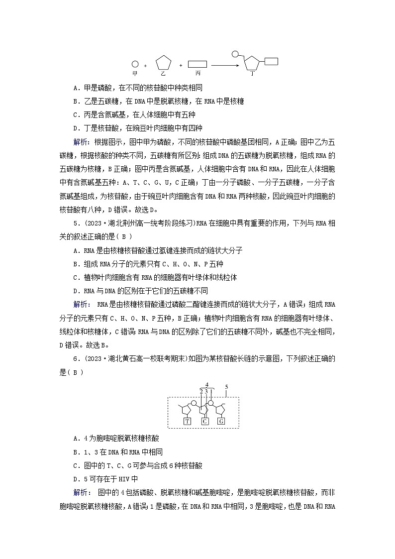 新教材适用2023_2024学年高中生物第2章组成细胞的分子第5节核酸是遗传信息的携带者提能作业新人教版必修1第2页