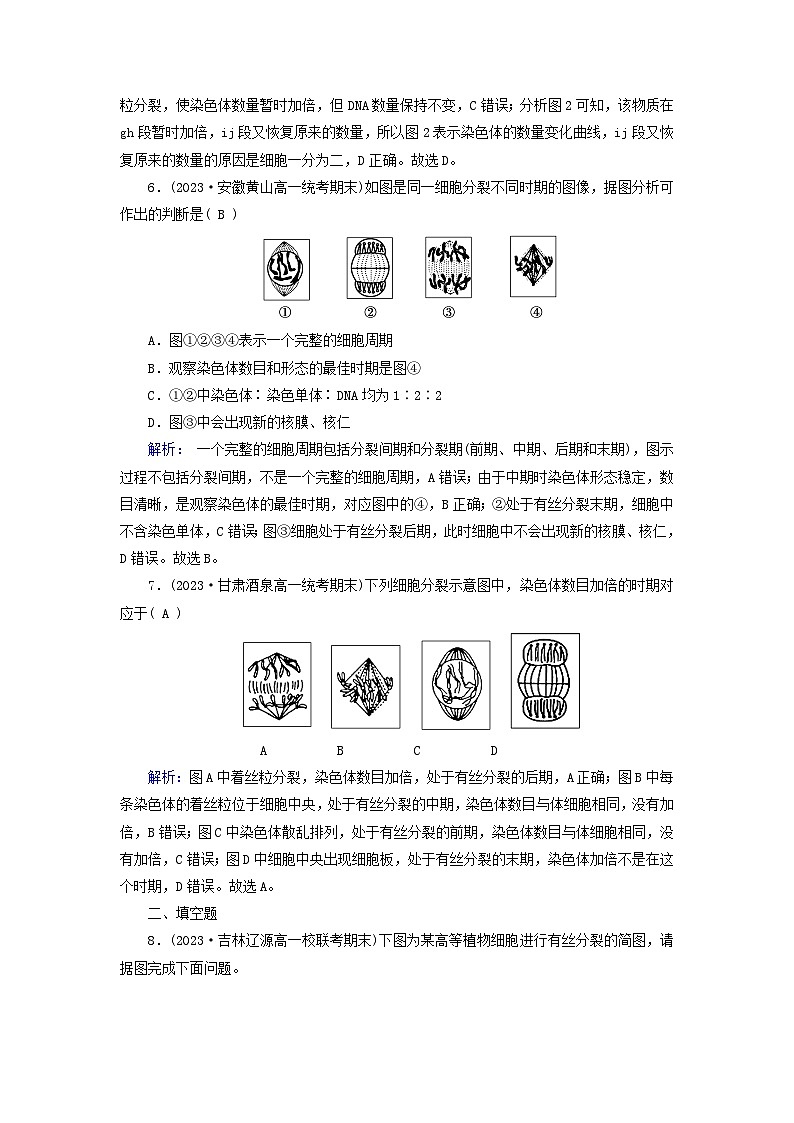 新教材适用2023_2024学年高中生物第6章细胞的生命历程第1节细胞的增殖第1课时细胞周期和有丝分裂的过程提能作业新人教版必修103