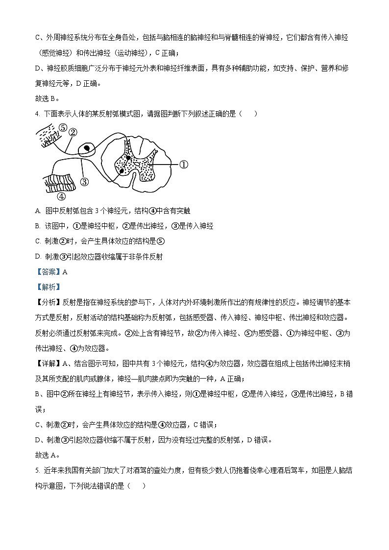 重庆市某校2023-2024学年高二生物上学期10月月考试题（Word版附解析）03