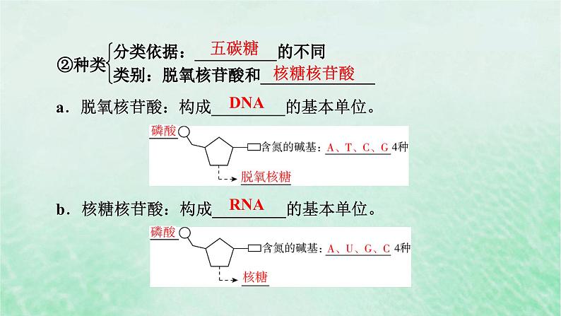 新教材适用2023_2024学年高中生物第2章组成细胞的分子第5节核酸是遗传信息的携带者课件新人教版必修1第8页