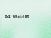 新教材适用2023_2024学年高中生物第6章细胞的生命历程第1节细胞的增殖第1课时细胞周期和有丝分裂的过程课件新人教版必修1