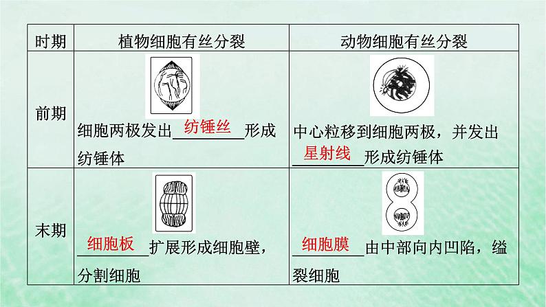 新教材适用2023_2024学年高中生物第6章细胞的生命历程第1节细胞的增殖第2课时动物细胞的有丝分裂及无丝分裂与观察根尖分生区组织细胞的有丝分裂课件新人教版必修1第7页