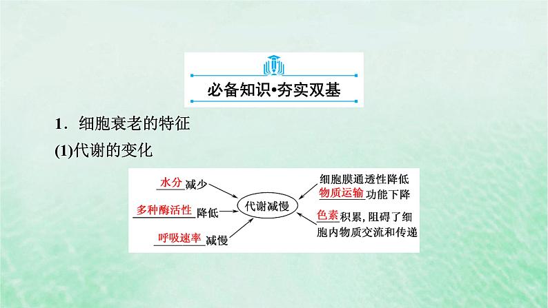 新教材适用2023_2024学年高中生物第6章细胞的生命历程第3节细胞的衰老和死亡课件新人教版必修1第6页