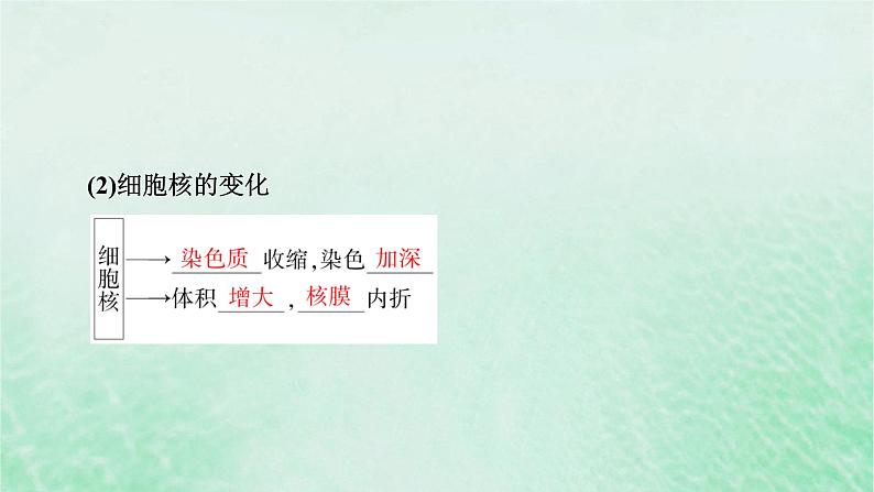 新教材适用2023_2024学年高中生物第6章细胞的生命历程第3节细胞的衰老和死亡课件新人教版必修1第7页