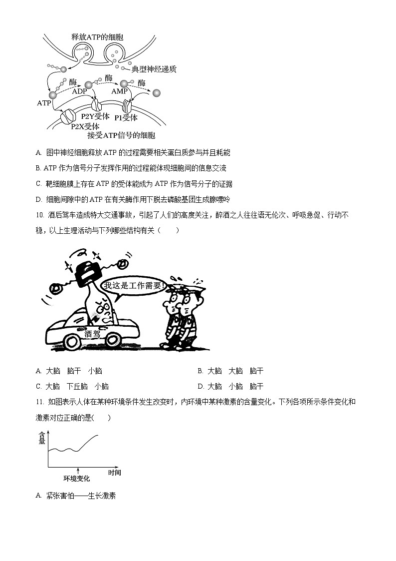 2024北京市顺义牛栏山一中高二上学期10月月考试题生物含解析第3页
