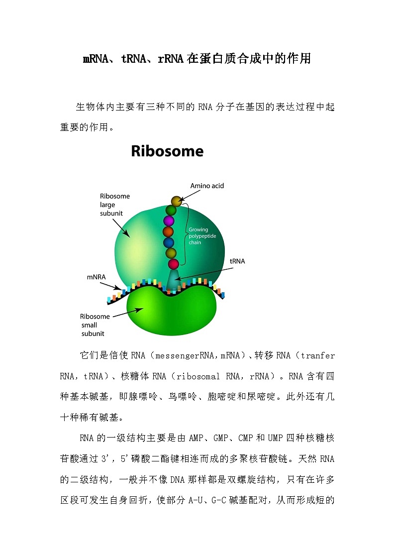 备课素材：mRNA、tRNA、rRNA在蛋白质合成中的作用  高中生物人教版必修2第1页