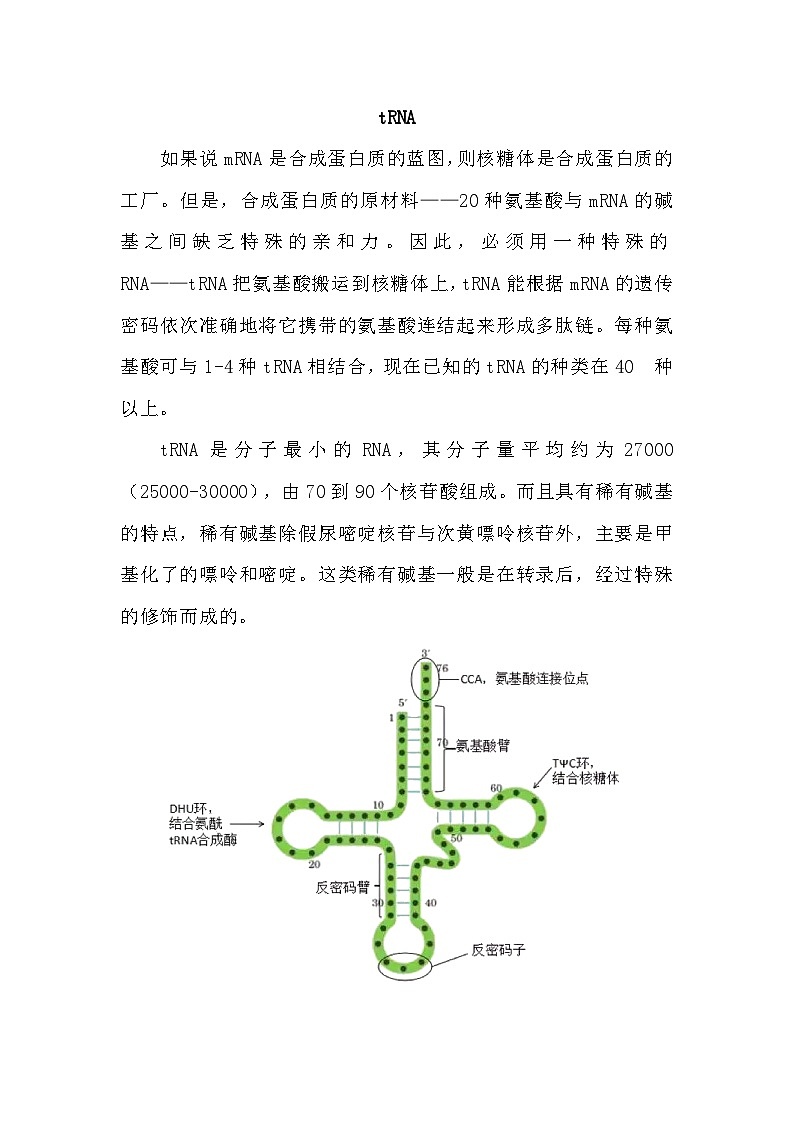 备课素材：mRNA、tRNA、rRNA在蛋白质合成中的作用  高中生物人教版必修2第3页