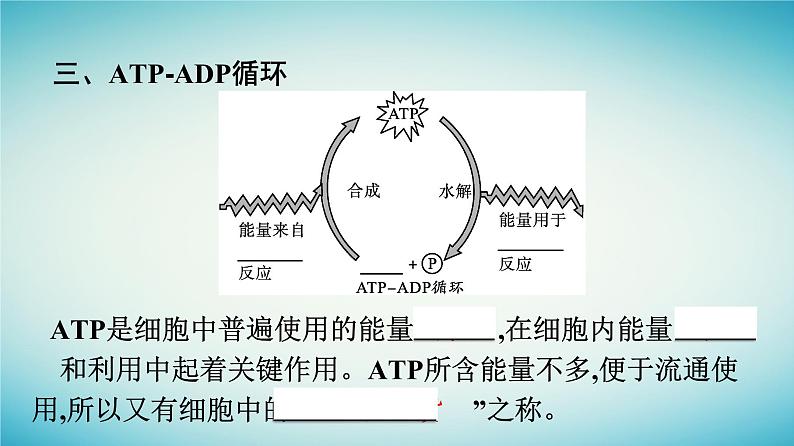 广西专版2023_2024学年新教材高中生物第3章细胞的代谢第1节ATP是细胞内的“能量通货”课件浙科版必修108