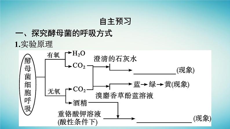 广西专版2023_2024学年新教材高中生物第3章细胞的代谢第4节细胞呼吸为细胞生活提供能量第2课时探究酵母菌的呼吸方式及影响细胞呼吸的因素课件浙科版必修1第7页