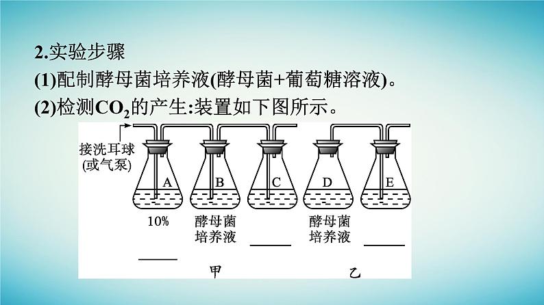 广西专版2023_2024学年新教材高中生物第3章细胞的代谢第4节细胞呼吸为细胞生活提供能量第2课时探究酵母菌的呼吸方式及影响细胞呼吸的因素课件浙科版必修1第8页