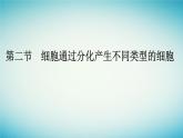 廣西專版2023_2024學(xué)年新教材高中生物第4章細(xì)胞的生命歷程第2節(jié)細(xì)胞通過分化產(chǎn)生不同類型的細(xì)胞課件浙科版必修1