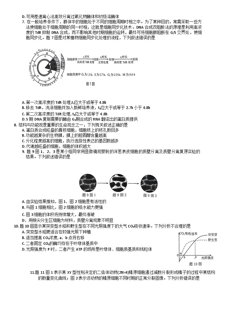 2024重庆市高三上学期11月调研测试生物含解析02