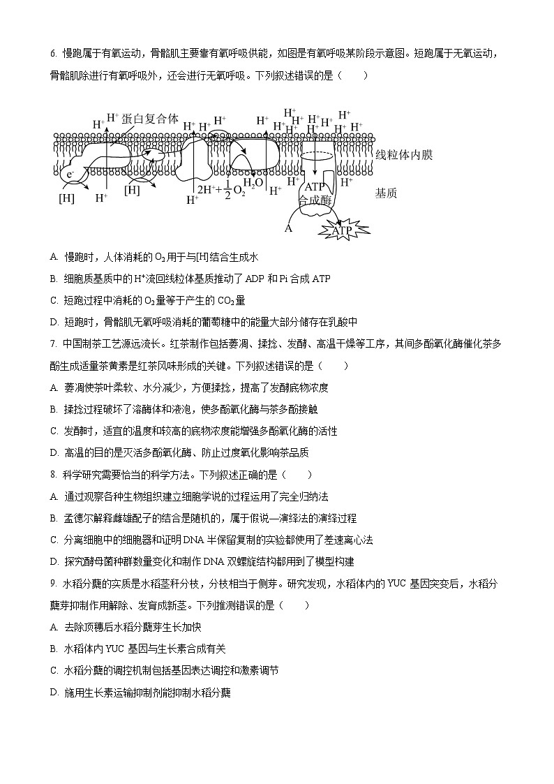 2024赤峰高三上学期10月联考试题生物含答案第3页