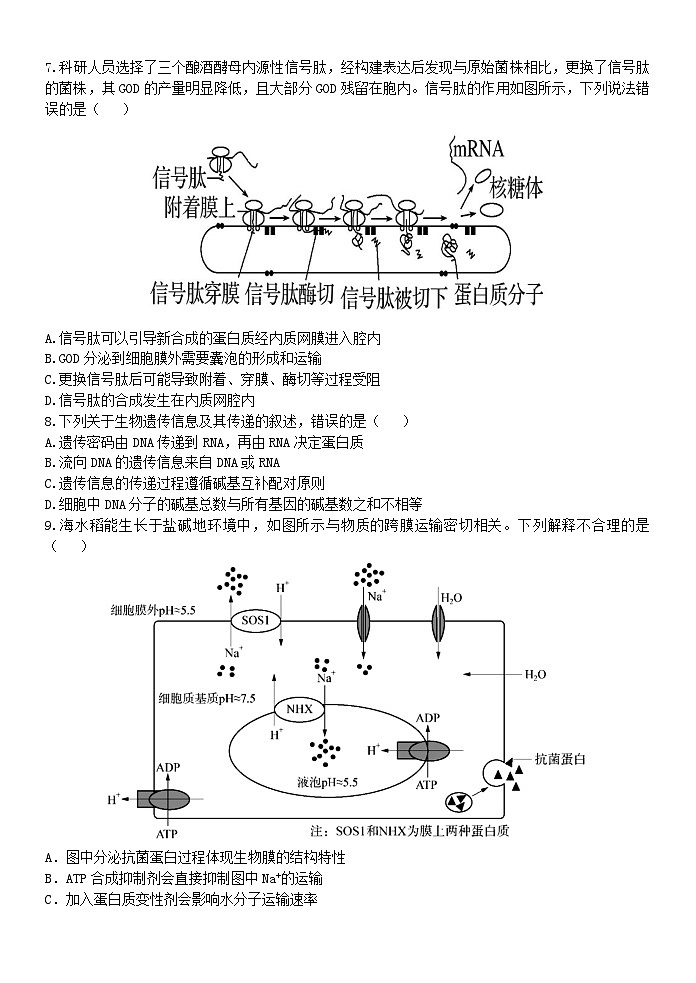 2024温州十校联合体高二上学期期中考试生物含答案02