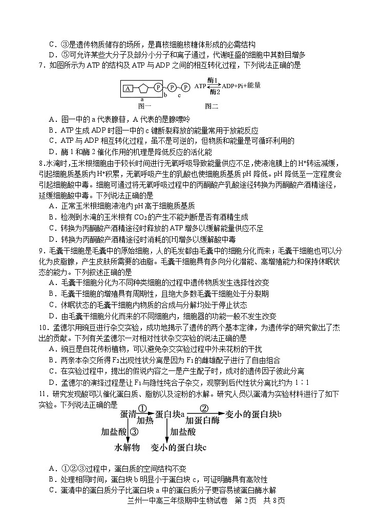 2024兰州一中高三上学期期中考试生物含答案02