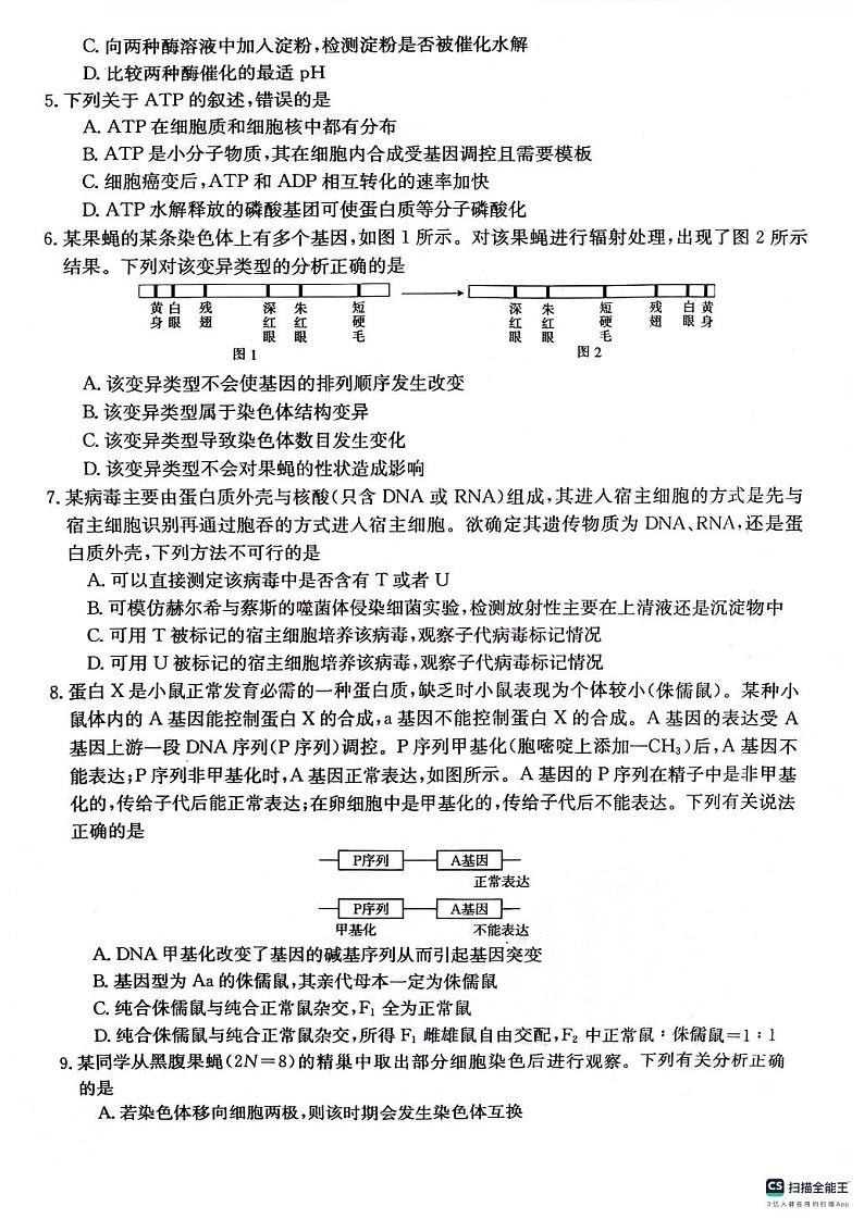 2024六盘水纽绅中学高三上学期10月月考生物试题PDF版无答案02