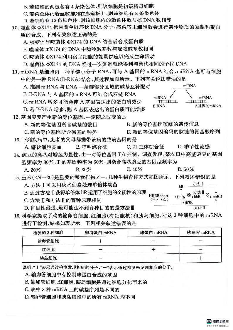 2024六盘水纽绅中学高三上学期10月月考生物试题PDF版无答案03
