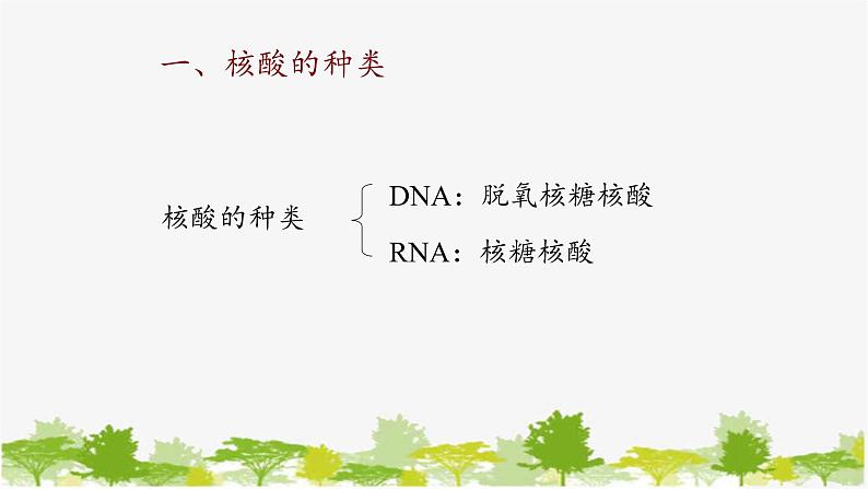 高中生物学人教版（2019）必修1 第2章 核酸是遗传信息的携带者课件04