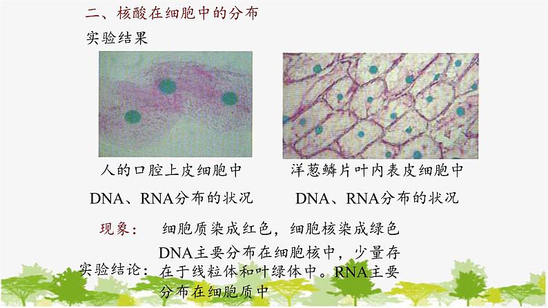 高中生物学人教版（2019）必修1 第2章 核酸是遗传信息的携带者课件05