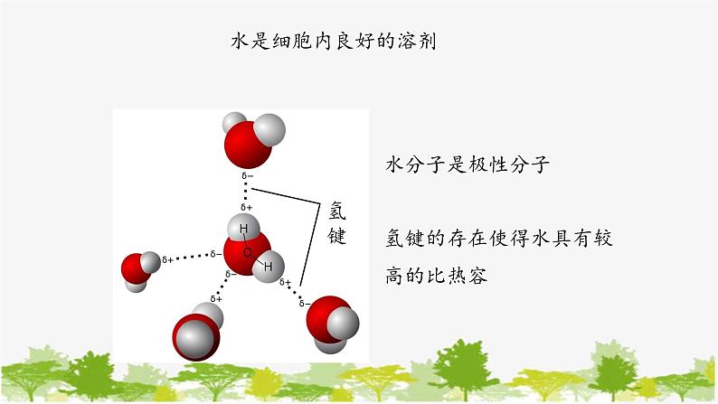 高中生物学人教版（2019）必修1 第2章 细胞中的无机物课件06