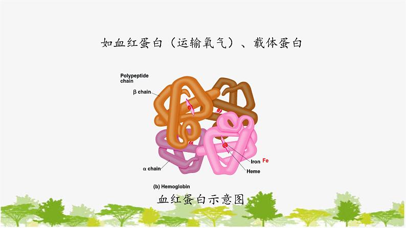 高中生物学人教版（2019）必修1 第2章 蛋白质是生命活动的主要承担者课件第5页