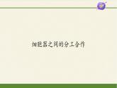 高中生物学人教版（2019）必修1 第3章 细胞器之间的分工合作课件